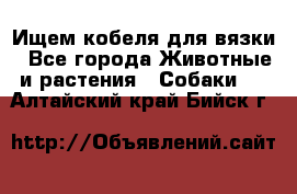 Ищем кобеля для вязки - Все города Животные и растения » Собаки   . Алтайский край,Бийск г.